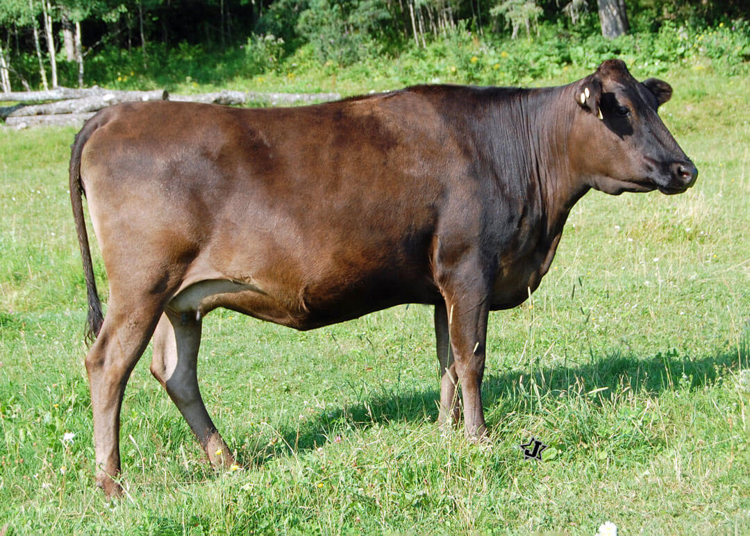 A wagyu cow