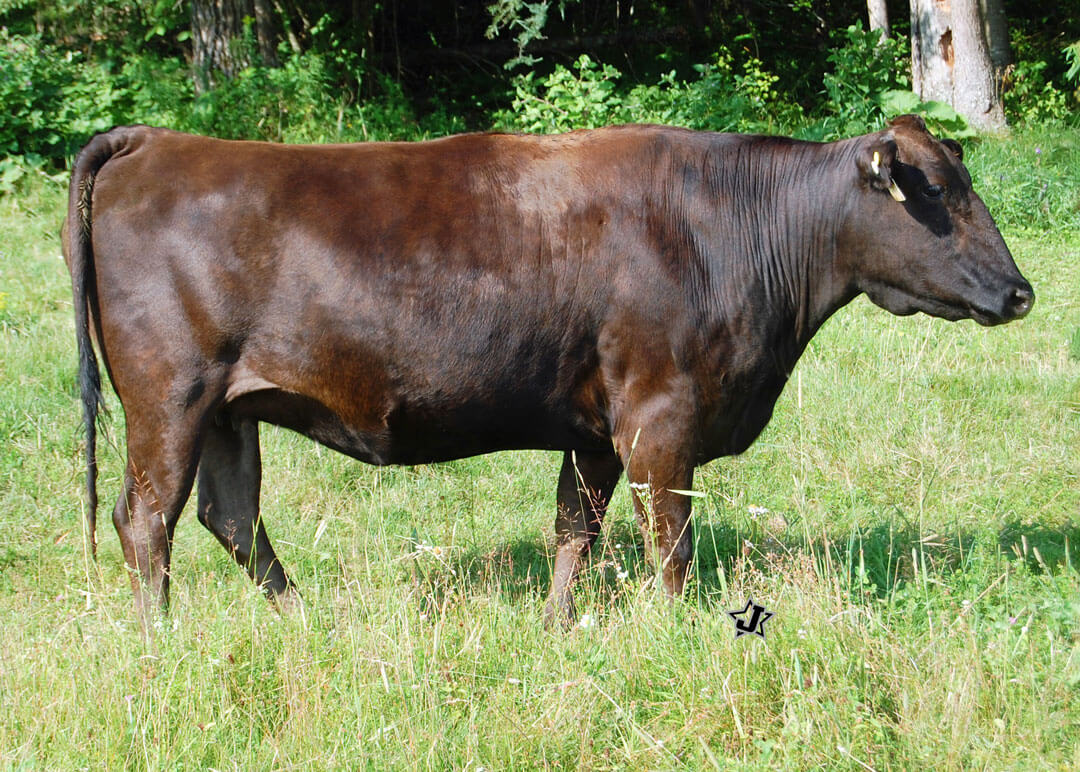 A wagyu cow